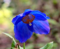 Excellent blue poppy like flowers with yellow stamens